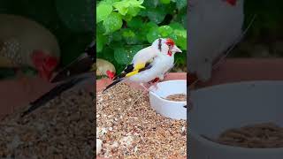 Major Goldfinch | Aviary Birds