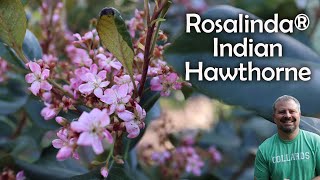 Rosalinda® Indian Hawthorne - Raphiolepis indica