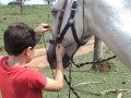 Equipando o cavalo para um passeio com Vitor Peron