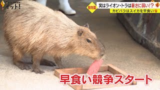 カピバラのスイカ早食い競争…いしかわ動物園「シータ」が“3分3秒”の自己ベスト 見事銅メダル