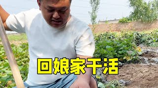 夫妻俩回娘家出红薯，俩人干活互相看不上，海燕向妈妈告女婿状【许海燕vlog】