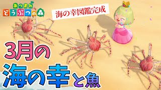 【あつ森】海の幸図鑑完成！！3月に新登場\u0026再登場した海の幸と魚を紹介【あつまれどうぶつの森】