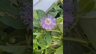 Maypop passionflower: How to grow this exquisite beauty.￼