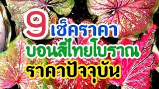 เช็คราคา บอนสีโบราณ ราคาปัจจุบัน ดีมาก