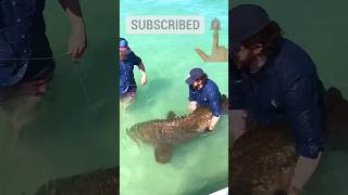 বিশাল আকৃতির মাছ #Giant coral fish#shortvideo #fishingvideo #fishing