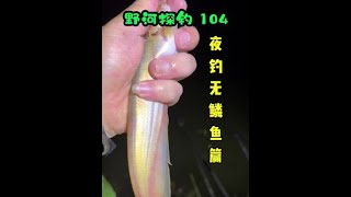 守了三天的玉米窝子就得一条草鱼而已，还是回来钓鲶鱼吧#原来钓鱼才是抖音运动顶流 #钓鱼 #夜钓#天网鱼饵 #沃鼎王者神剑二代