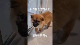 반려마루 화성 강아지들 #shorts#자원봉사#유기견센터