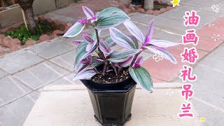 油画婚礼吊兰 网红植物 养护要点 好看颜值高 Tradescantia Nanouk