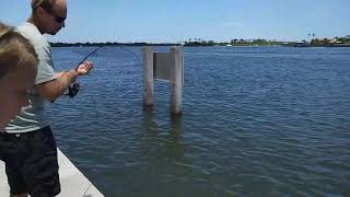 Nathan bringing in a Nice Yellow Tail at Manatee Park in Florida