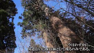 秋田351【矢立の天然秋田杉】大館市《国道端の天然秋田杉》