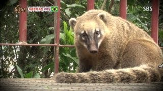 이구아수 국립공원의 인기파 코아티 @TV동물농장 130804