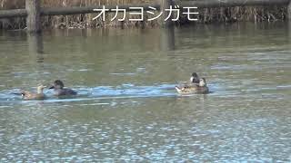 【野鳥】Gadwall オカヨシガモ 丘葦鴨 ＆ Pochard  ホシハジロ 星羽白（柏市・柏の葉　2020.11.5）