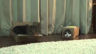 箱で寛ぐねこ。- Maru\u0026Hana are relaxing in the box.-