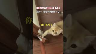 门框坏了小猫指给主人看。“这个家没它不行！”😂