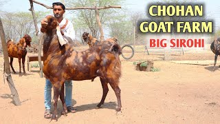 Big Sirohi Goat's Chohan Goat Farm Near Ajmer