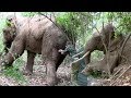 The wounded massive tusker treated by wildlife officers (Part 2)