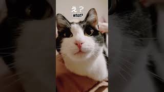 起きたてホヤホヤの猫の顔😸おとぼけ顔が癒されますw #shorts  Get up, yawn cat 猫動画