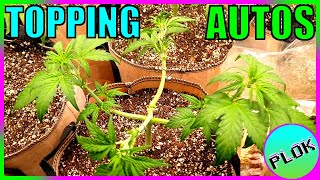 Can You Top Auto-flowers? Lets Find Out! - Autoflower Topping Experiment Week 2: Training Begins
