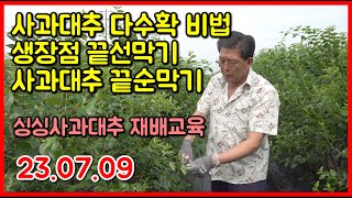 싱싱사과대추 재배교육 230709 , 생장점 끝선막기 , 사고대추 끝순막기, 순막기 , 생싱사과대추 현장교육 접수 8월26일(토)