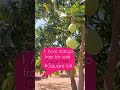 agriculture lands for sale|in telangana|mango farm for sale|lowbudget lands#agriculturallandforsale