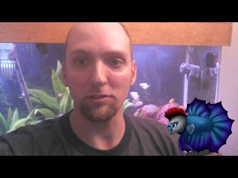 How To Get Rid of Green Water in Aquarium Easily How To Get Rid of Green Water in Aquarium Easily