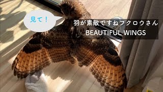 #178 羽が綺麗ですねフクロウさん BEAUTIFUL OWL WINGS 【ベンガルワシミミズク】