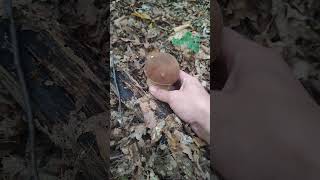 Perfect Boletus,October 2023 #porcini #mushroom #boletus  #short #new #fungi #nature #grzyby #forest