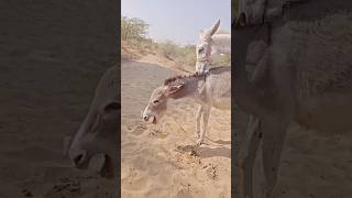 #animals #donkey #gadha #funny #funnydonkey