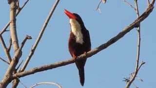 Call of White-throated Kingfisher