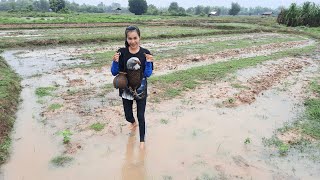 สาวลาวเก็บหอยอยู่ทุ่งนาท่ามกลางฝนตกหนัก = ເກັບຫອຍວັນຝົນຕົກ