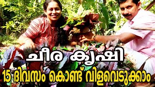 ഇനി ചീര വിളവെടുത്തു മടുക്കും Cheera Krishi Malayalam  How to Grow and Cultivate Spinach