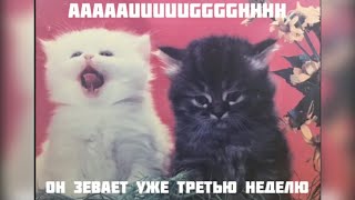 Он зевает уже третью неделю (смешные коты)