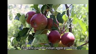 MEMA 16316 Gala || Apple variety performance at SHREE HARI Fruit Farms || #Nischler #SHFF