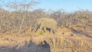 Elephants at Vuyani