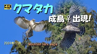 クマタカ（成鳥♀出現！）2024年12月