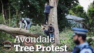 Dramatic scenes at Avondale tree protest | nzherald.co.nz