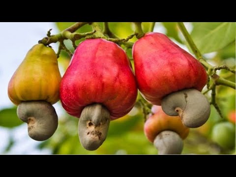 Top 10 Superfoods To Boost Fertility Top 10 Superfoods To Boost Fertility