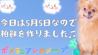 【Vlog犬】今日は、こどもの日/メープの視線が、、気になる