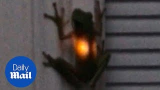 Amazing moment frog lights up after eating a firefly