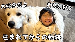 【2人の軌跡】妹が大好きな超大型犬と超大型犬が大好きな妹の1年の物語です｜グレートピレニーズ