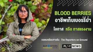 Blood Berries: อาชีพเก็บเบอร์รี่ป่า | The Reporters