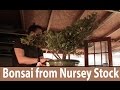 How to make bonsai Juniper Bonsai from Nursery Stock - Bonsai Trees for Beginners Series #161