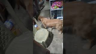 এ কী করলো কুকুর টা 🤔🤔#subscribe #animals #doglover #dog #share ..