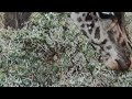 4k african wildlife african nature showreel