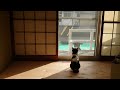 でっかい猫が挨拶にきた