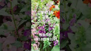 희순야생화 010.8224.3291