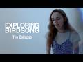 Exploring Birdsong - The Collapse (Official Music Video)