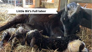 Little Bit’s Full labor! Nigerian dwarf goat has her first kids 🥰 | kidding season 2021