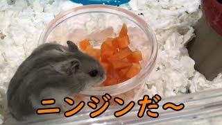 ちゃんと野菜も食べなきゃダメですよ！ ハムスター hamster