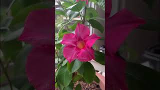 Propagating Mandevilla/Madinia 🌺